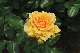 image0214