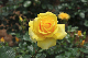 image0215