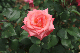 image0219