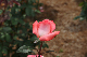 image0220
