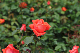image0223