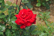 image0226