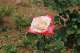 image0228