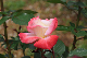 image0229
