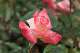 image0230