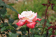 image0231