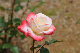 image0232