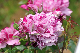 image0233