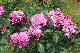 image0235