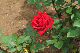 image0237