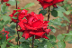 image0238