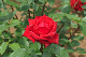 image0239