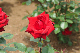 image0240