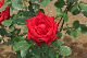 image0241