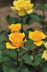 image0245