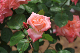 image0248