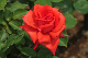 image0249