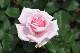 image0250