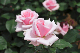 image0252