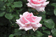 image0253