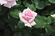 image0254