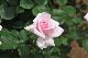 image0255