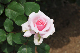 image0256