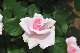image0257