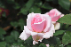 image0258