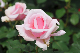 image0259