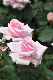 image0260