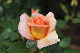 image0261