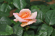 image0262