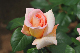 image0263