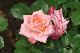 image0264