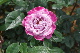 image0266