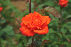 image0271