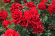image0275