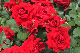image0276