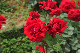 image0277