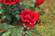 image0278