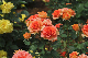 image0288