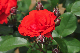 image0289