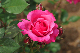 image0290