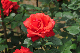 image0291
