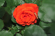 image0292