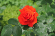 image0295