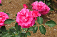 image0300