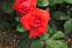 image0302