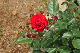 image0307